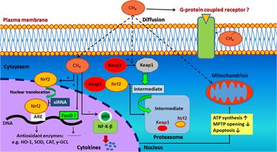 Mitochondria As Sources and Targets of Methane